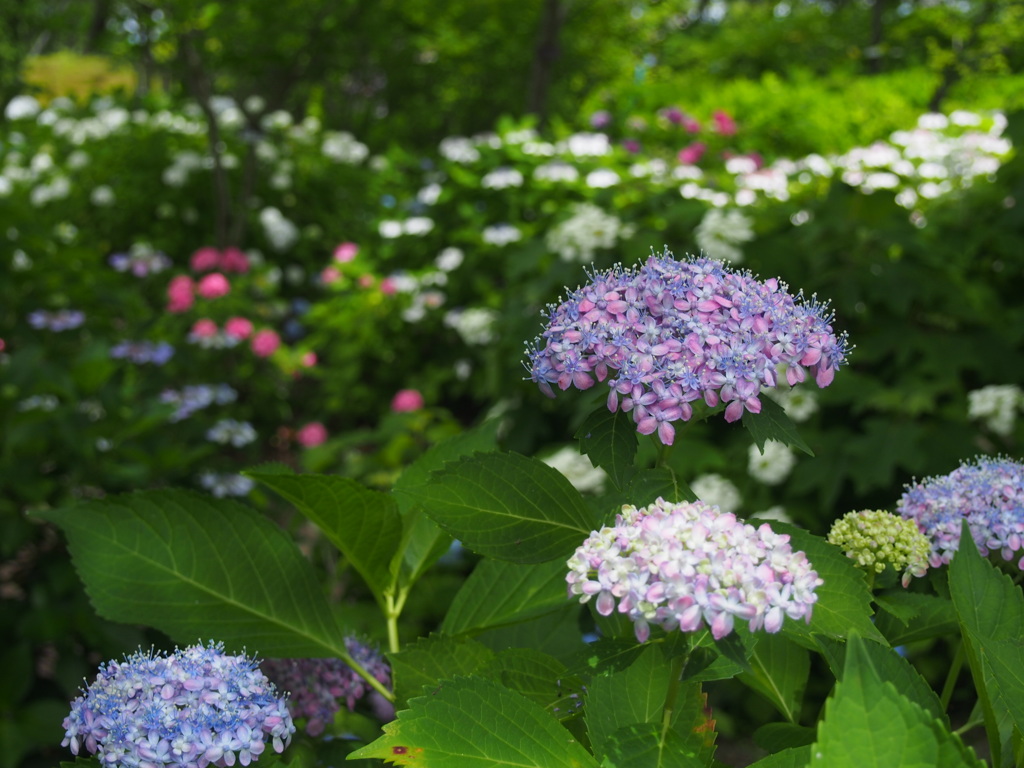 賑わう紫陽花園