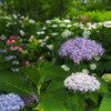 賑わう紫陽花園