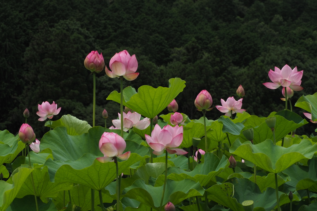 今が盛り