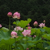 今が盛り