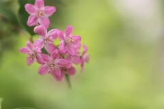 桜ウツギ