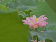 優しさ