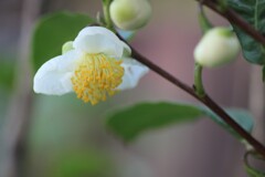 お茶の花です