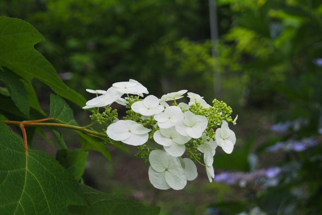 カシワバ紫陽花