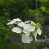 カシワバ紫陽花