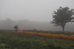 霧雨の高原