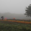霧雨の高原