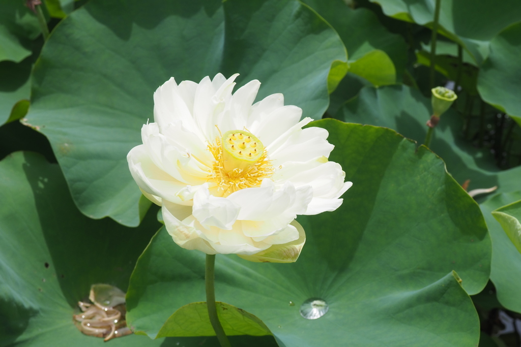 八重の蓮