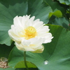 八重の蓮