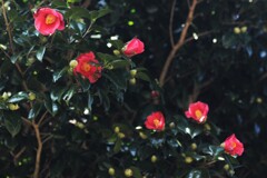 紅椿