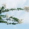 過ぎゆく夏を