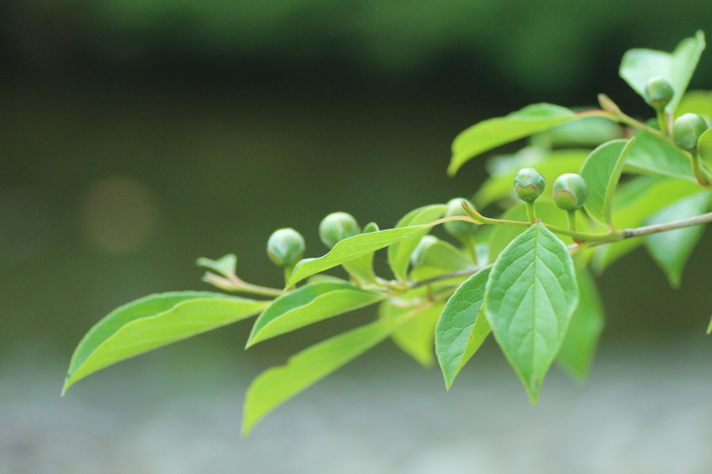 蕾