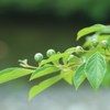 蕾