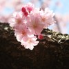 ここにもいるよ・・・！