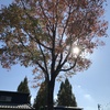 紅葉の頃