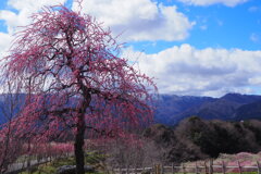 枝垂れ桜