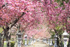 八重桜