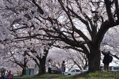 それぞれのお花見☆