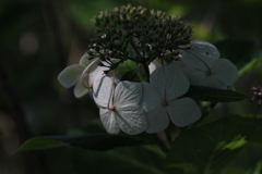 花たちの避暑①