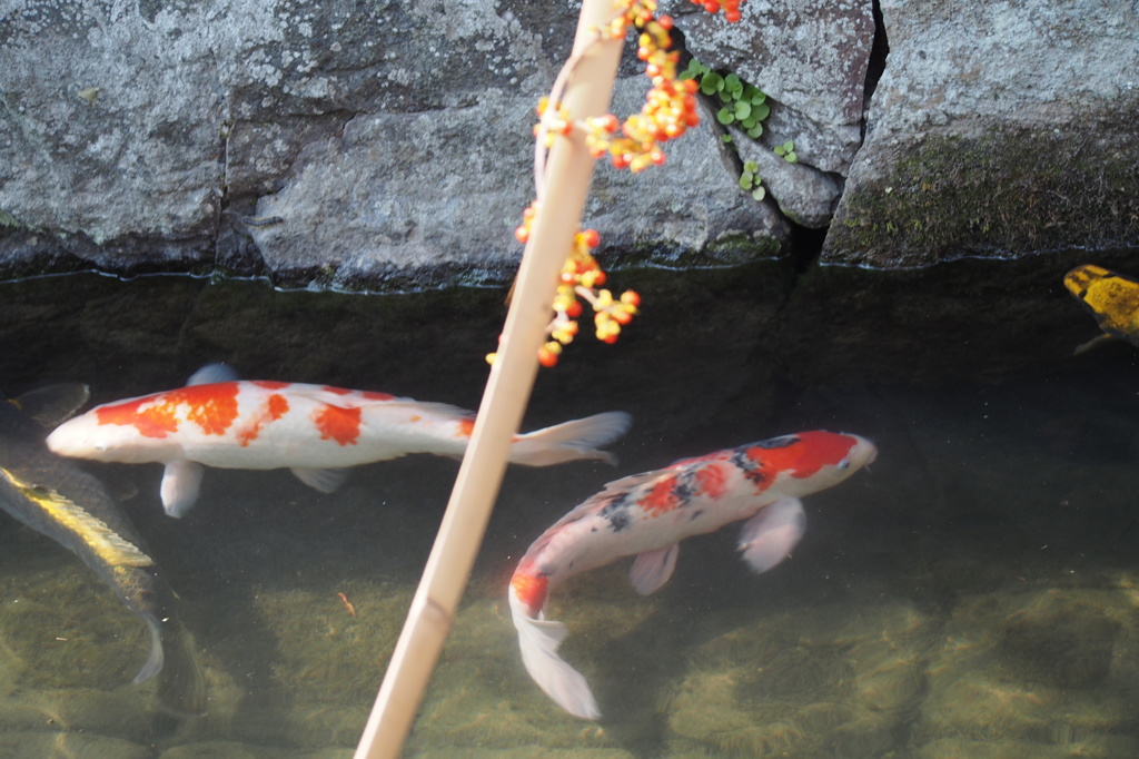 少し離れたところに…鯉