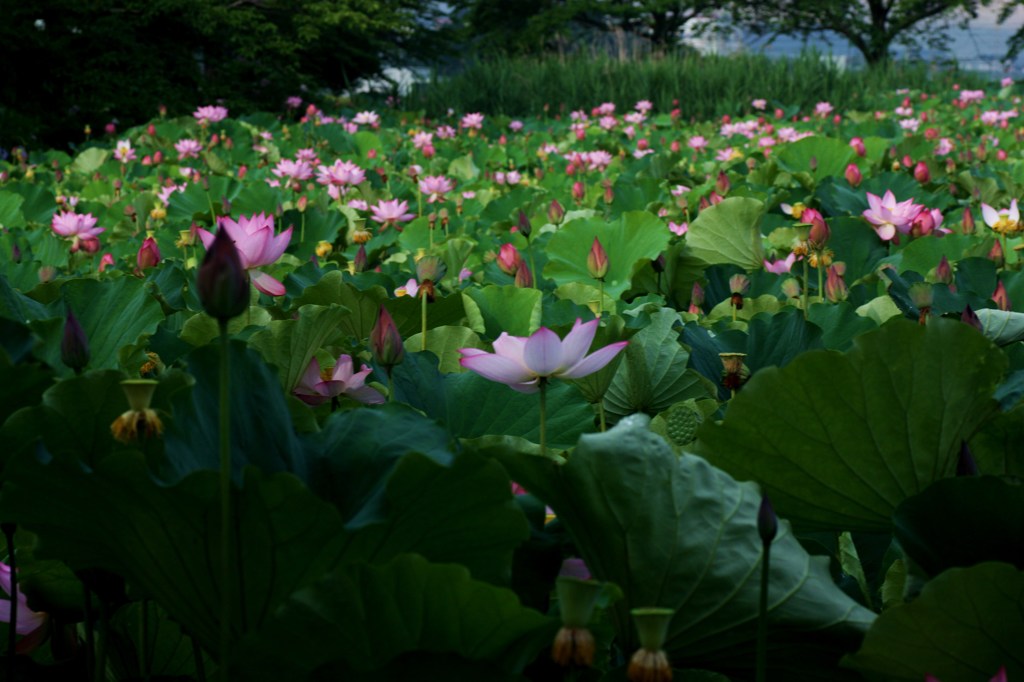 蓮池