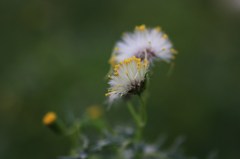 野の花②