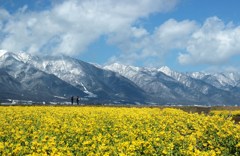 雪と菜の花