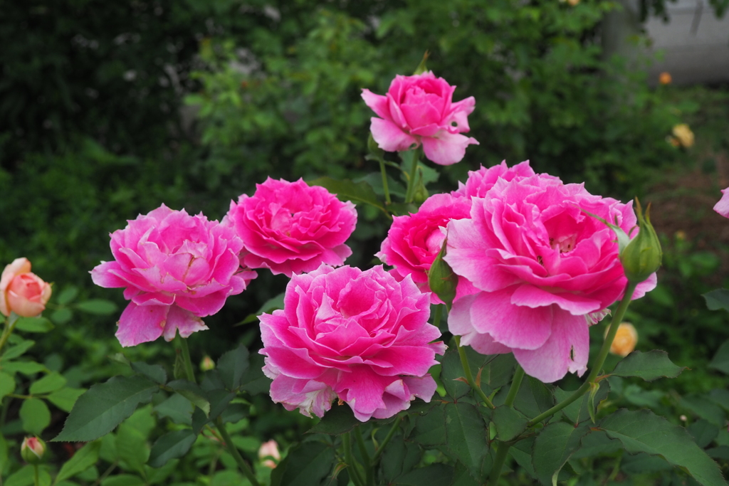 ほんとに薔薇ですか？＾＾