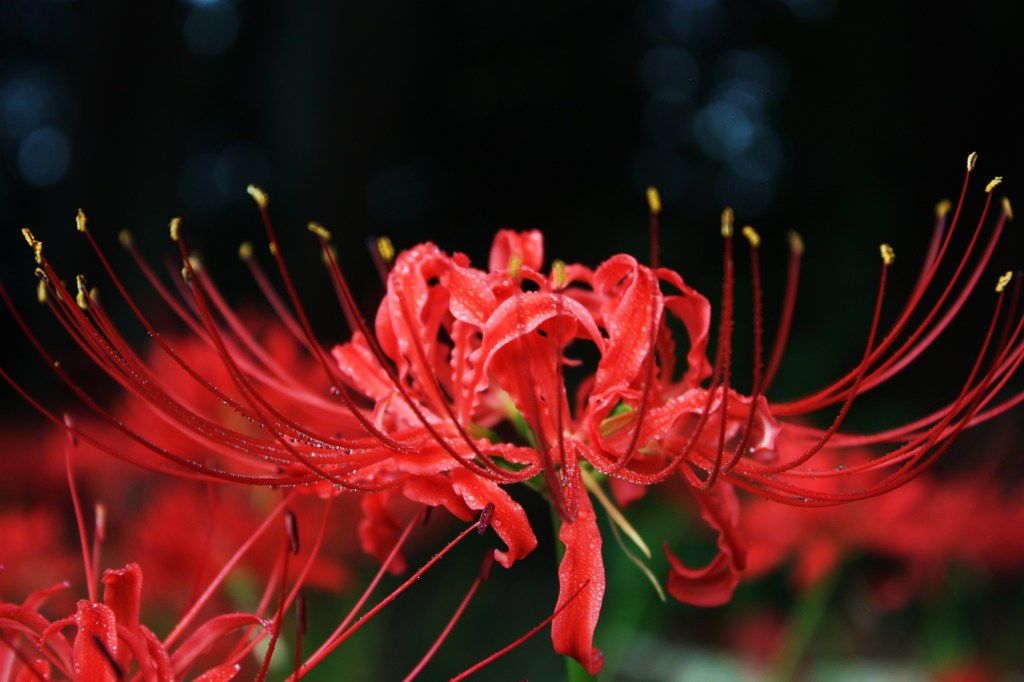 彼岸花