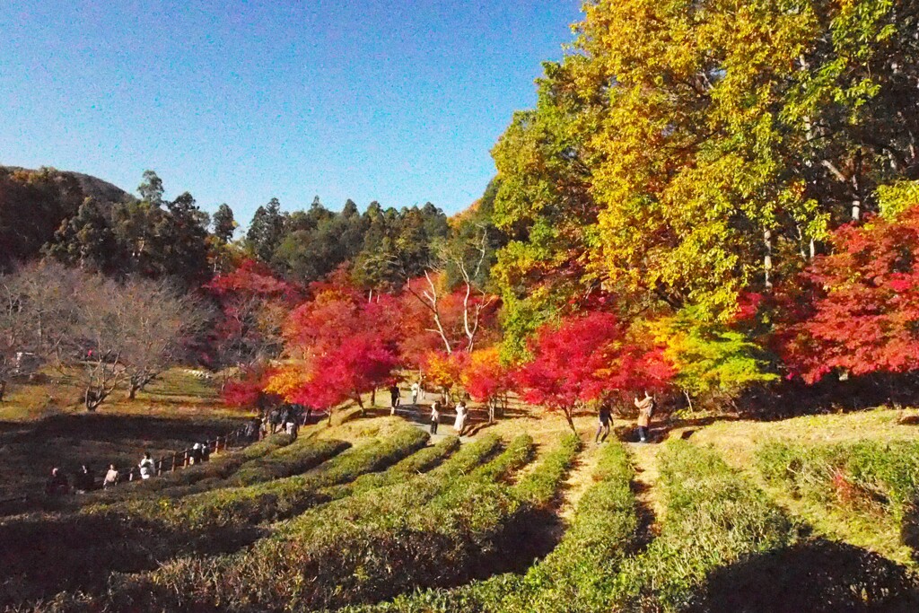 里山の秋