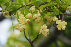 シロアケビの花