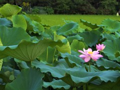 蓮のある風景