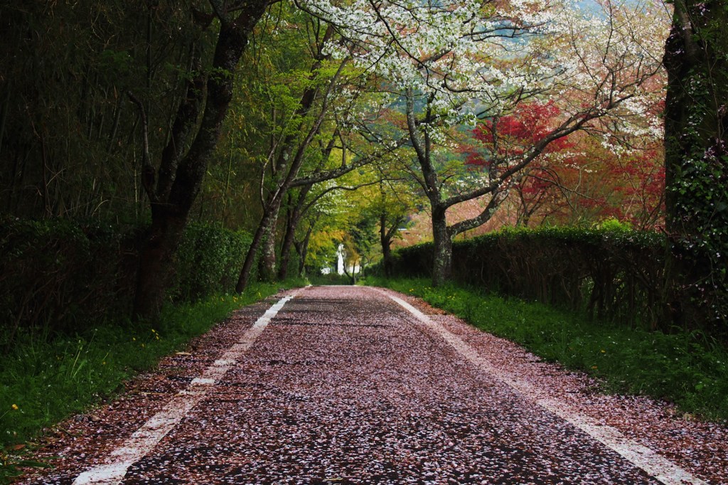 わぁ～桜…道