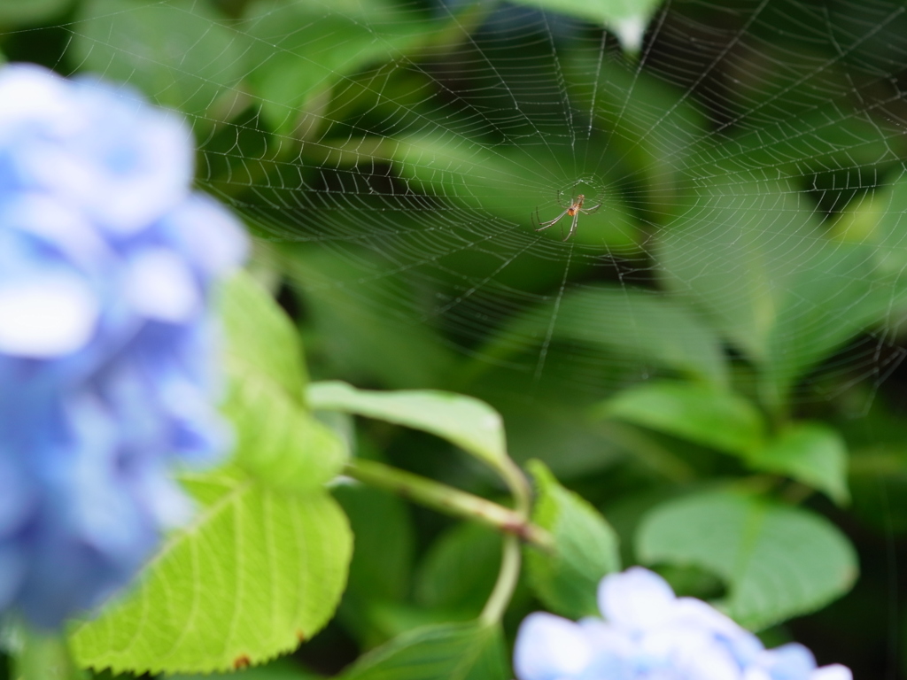 神戸市立森林植物園　蜘蛛の巣