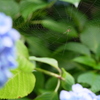 神戸市立森林植物園　蜘蛛の巣