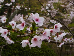 枚岡　桜