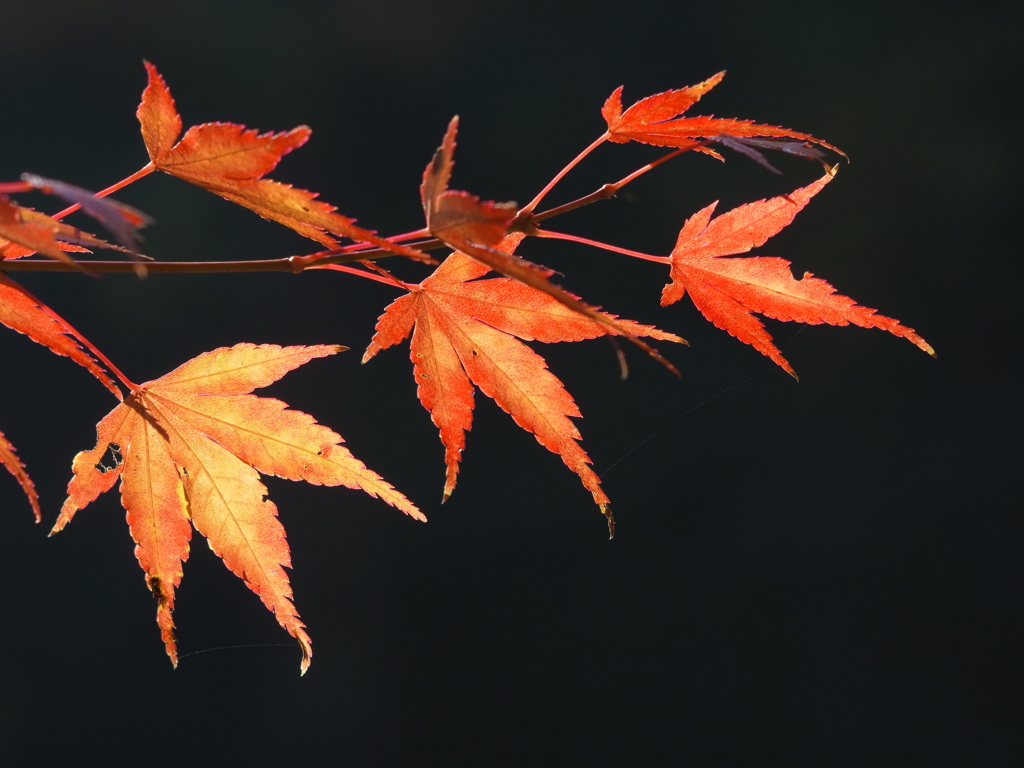 神戸市立森林植物園　紅葉