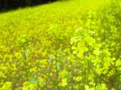 万博記念公園　菜の花畑