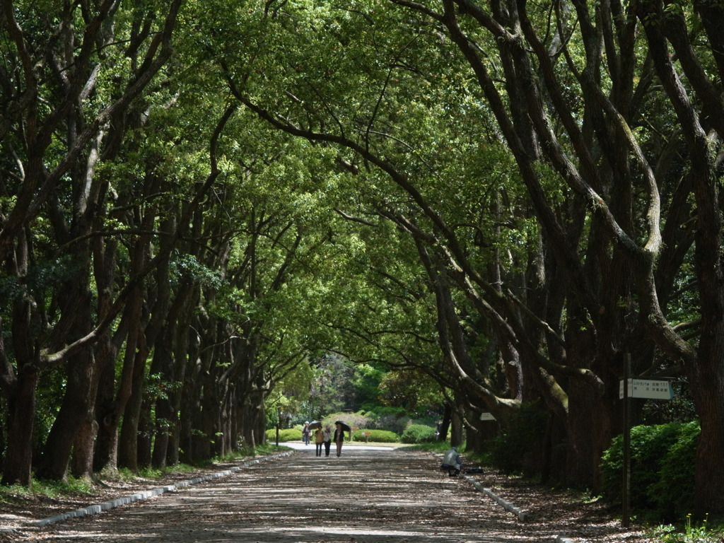 京都府立植物園　木漏れ日の道