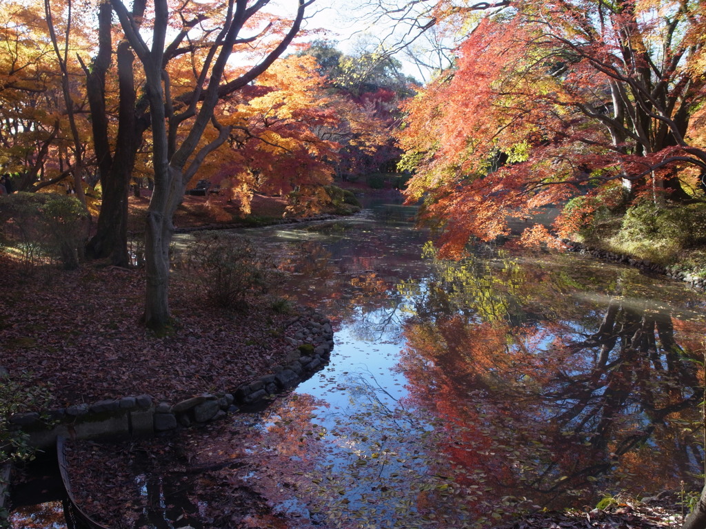 京都府立植物園　紅葉