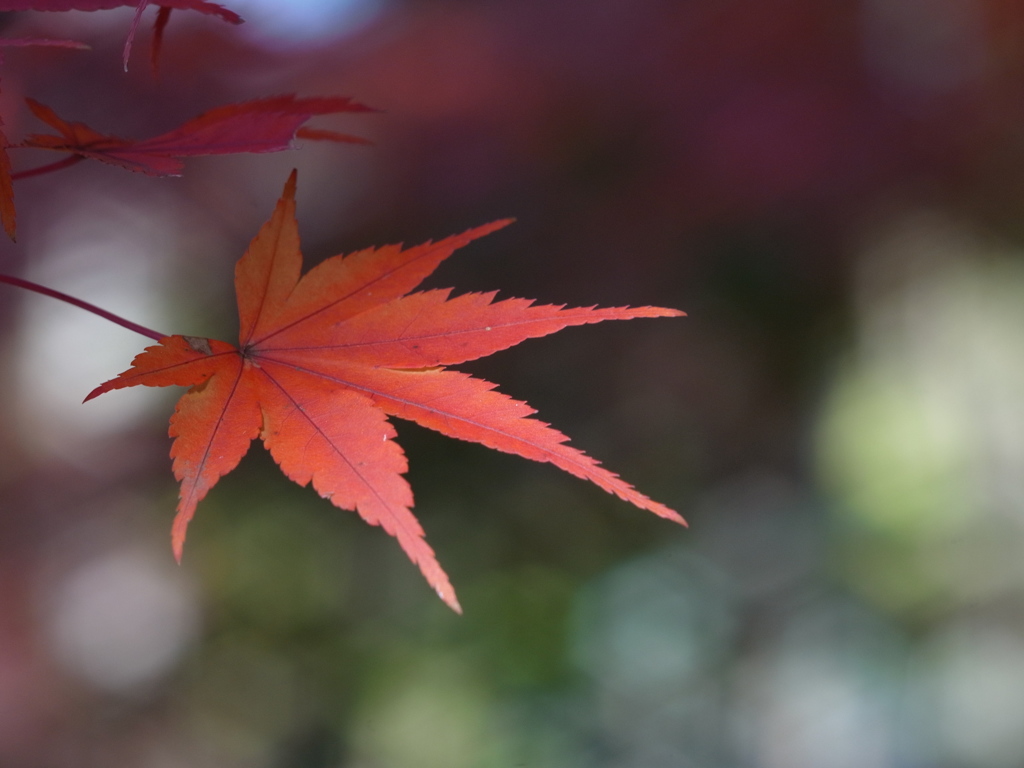 京都府立植物園　紅葉