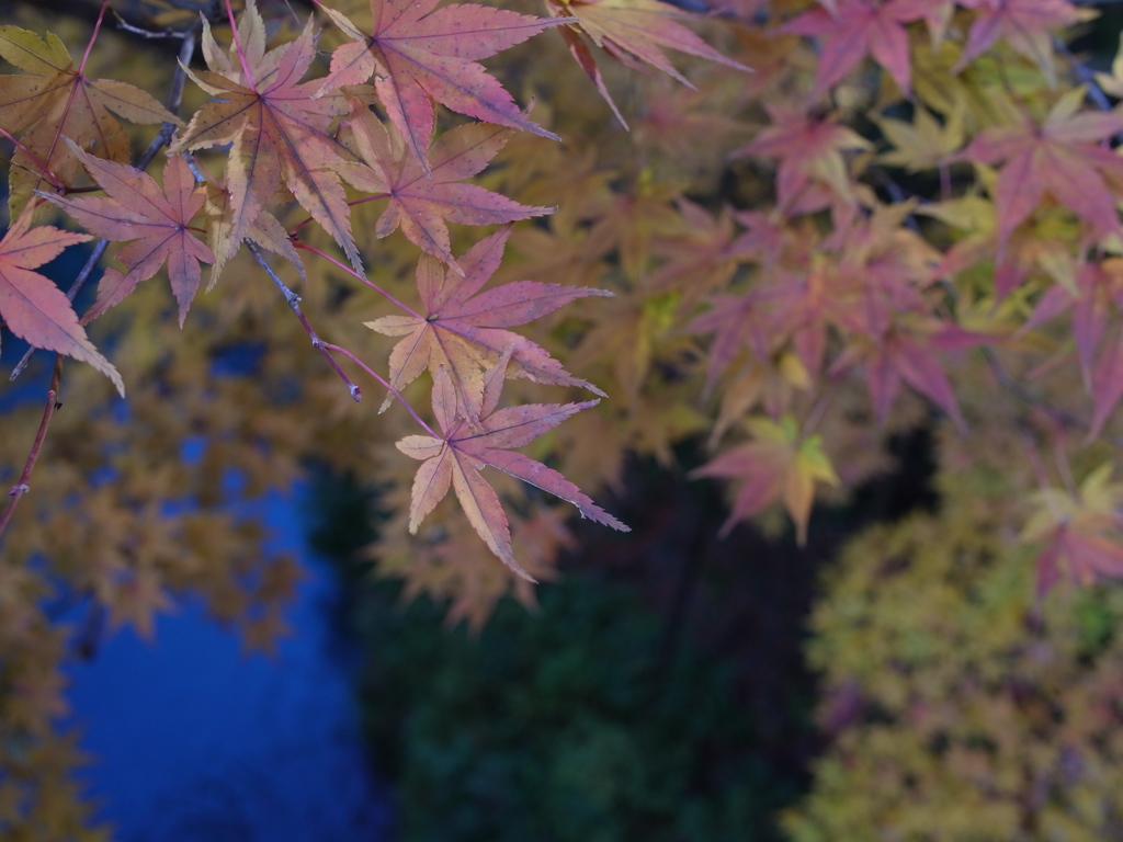 鶴仙渓　紅葉