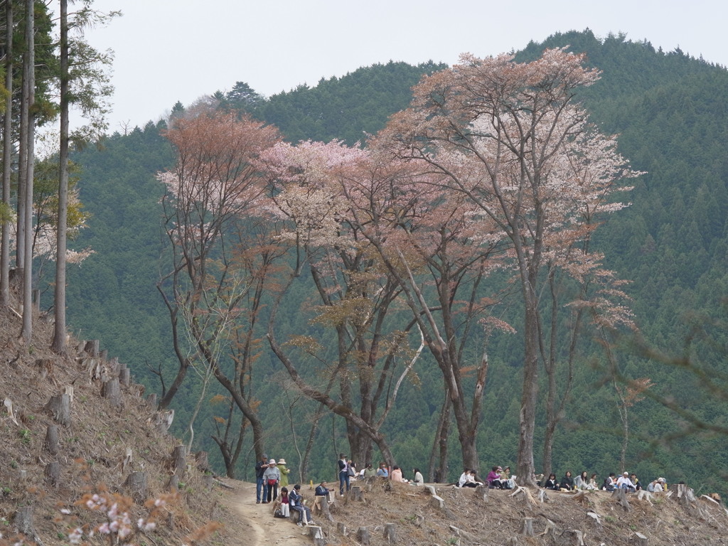 吉野　奥千本　桜