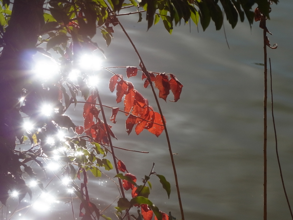 宝ヶ池公園　紅葉