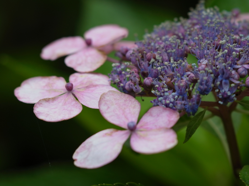 長居植物園　紫陽花