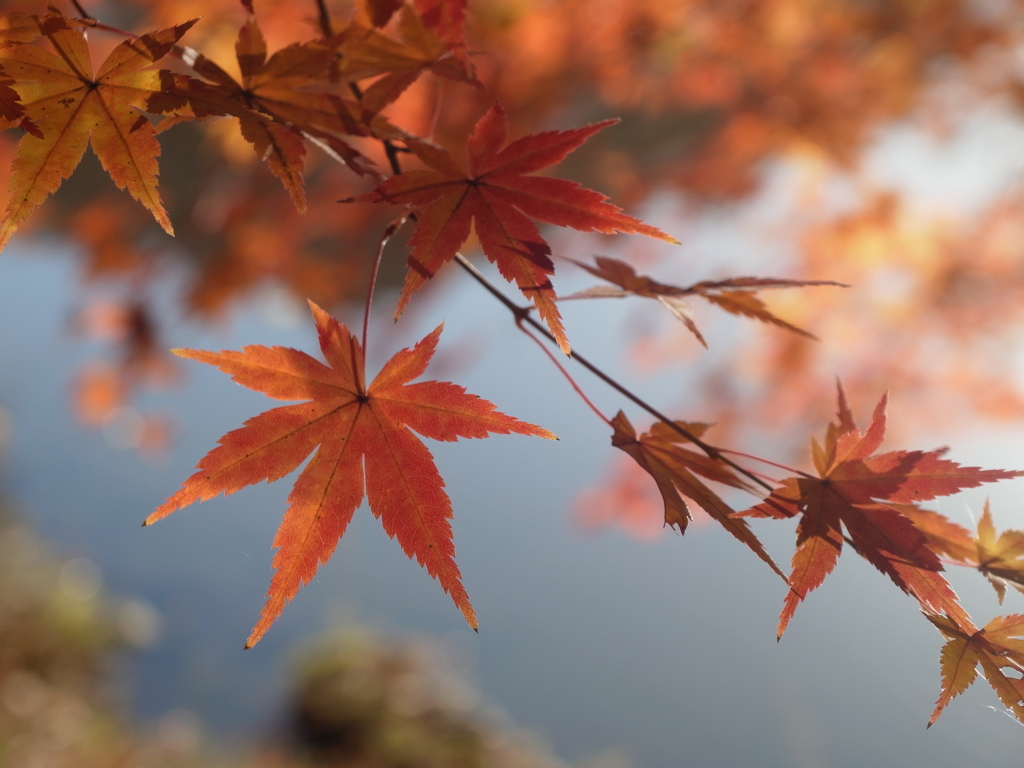 京都府立植物園　紅葉