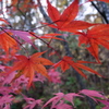 ゆのくにの森　紅葉