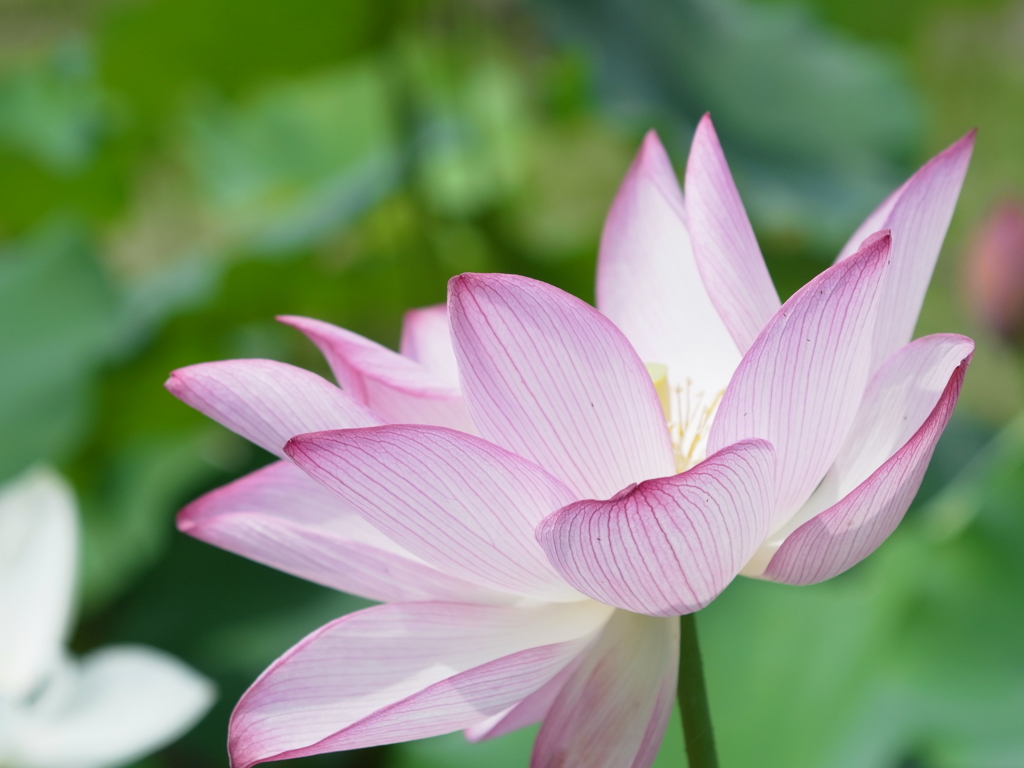 京都府立植物園　ハス