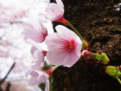 枚岡　桜
