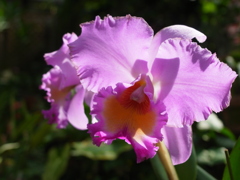 花の文化園　蘭
